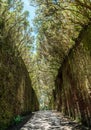 Unusual tree branches form arche over narrow passage between rocks in the Anaga Rural Park. Camino viejo al Pico del InglÃÂ©s.