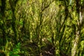 Unusual tree branches form arche over narrow passage between rocks in the Anaga Rural Park. Camino viejo al Pico del InglÃÂ©s.