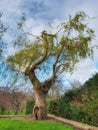 Unusual tree in Dublin park