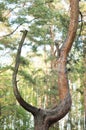 Unusual tree in the form of slingshot