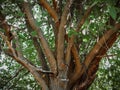 unusual tree, green leaves, tree pole