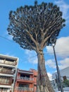 an unusual tree with a lush crown and a street lamp on the island of Tenerife in the Canary