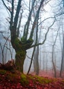 Unusual tree in the misty autumn forest Royalty Free Stock Photo