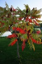 An unusual tree with red-green leaves