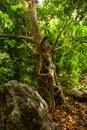 Unusual tree with roots in the green Royalty Free Stock Photo