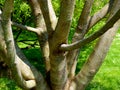 Bare tree in bizarre growth form Royalty Free Stock Photo