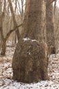 Unusual tree trunk Royalty Free Stock Photo