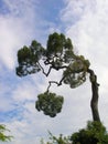 Unusual tree unique twists of branches twisted crooked background sky Royalty Free Stock Photo