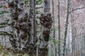 Unusual trees in a forest with a thickened trunk