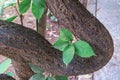 Unusual trunk of the tree has grown, with a large curve and looks like a snake trying to suffocate the leaves of the