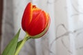 An unusual Tulip with a petal