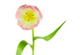 Unusual tulip. Studio Royalty Free Stock Photo