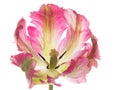 Unusual tulip on a white background