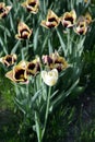 Unusual unimaginable purple tulips with yellow edging on the petals with one white tulip growing on the avenue of the city of Dnip Royalty Free Stock Photo