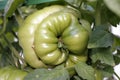Unusual green tomato