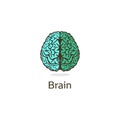 Unusual vector illustration depicting gyrus and divisions of the human brain. The mind and the mind of mankind. Isolated