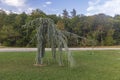 Unusual view of spruce trees in the park