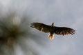 Unusual view straight up view of American bald eagle in flight