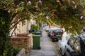 Unusual view of a towering shrub seen growing in an arc down a Cambridge residential street during summer. Royalty Free Stock Photo