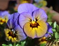 Unusual Violet and Yellow Viola Flower