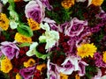 Unusual Vivid Ornamental Cabbages with Colourful Flowers. Royalty Free Stock Photo