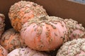 Galeux D`eysines Winter Squash Royalty Free Stock Photo