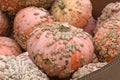 Galeux D`eysines Winter Squash Royalty Free Stock Photo