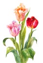 Unusual watercolor tulips. Bright flowers with needle or terry edges isolated on white