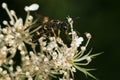 Unusual Weevil Wasp - Cerceris insolita