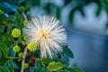 Unusual White Flower looks like fireworks found in Sanibel, Florida