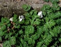 Unusual white flowers and highly dissected green leaves of squirrel corn in a spring forest.