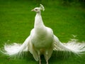 Unusual white peacock