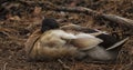 The Unusual Wild Duck Resting