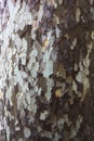 Unusual wooden tree bark in brown and white