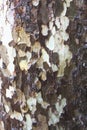 Unusual wooden tree bark in brown and white