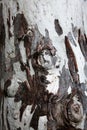 Unusual wooden tree bark in brown and white