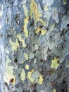 Unusual wooden tree bark in brown and white