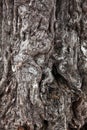 Unusual wooden tree bark with interesting patterns