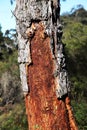 Unusual wooden tree bark