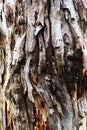 Unusual wooden tree bark