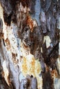 Unusual wooden tree bark