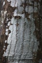 Unusual wooden tree bark