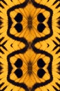 Unusual yellow black geometric texture of butterfly wing saturnia Hemileuca. Royalty Free Stock Photo