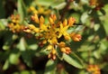 Unusual star-shaped yellow flower on a background of green leaves Royalty Free Stock Photo