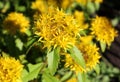 Unusual yellow flower on a background of green leaves in a botanical garden in summer Royalty Free Stock Photo