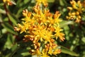 Unusual yellow flower on a background of green leaves in a botanical garden in summer Royalty Free Stock Photo