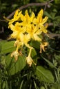 Unusual yellow flower on the Bush Royalty Free Stock Photo