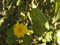 an unusual yellow flower surrounded by leaves and bushes, with very little flowers Royalty Free Stock Photo