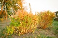 Unusual yellow tree bush in the park. Yellow bushes in the park in the fall Royalty Free Stock Photo