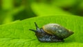 Unusual young black snail with his house